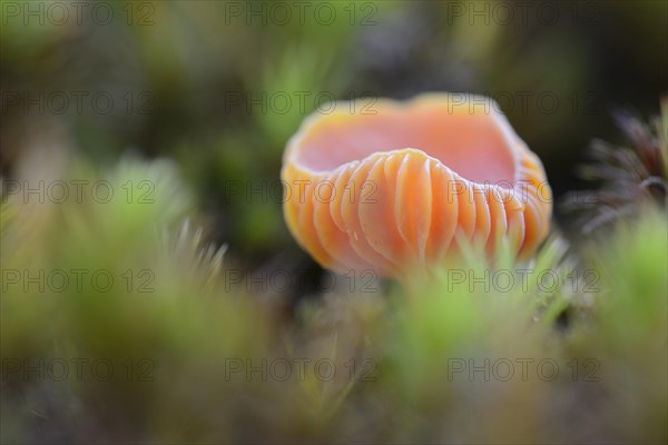 Honey waxcap