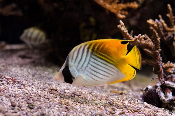 Threadfin butterflyfish