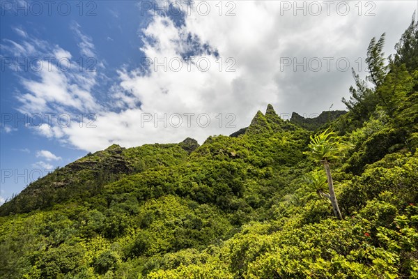 Vegetation entlang des Kalalau Trail