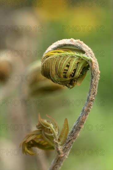 Rolled-up leaf of a royal fern