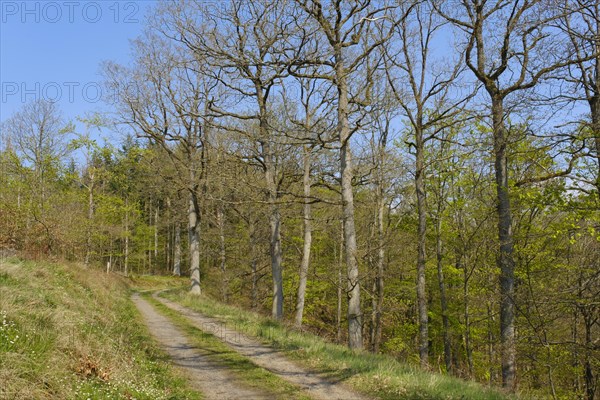 Forest trail