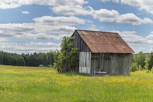 Hut in the nature reserve of Rotenbach meadows in High Black Forest. Friedenweiler