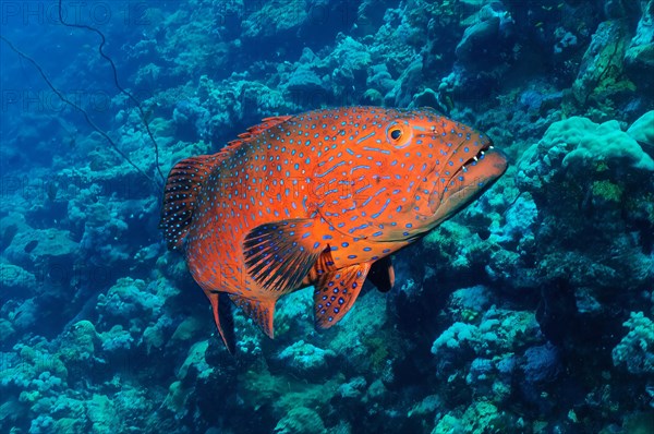 Grouper Panther Trout