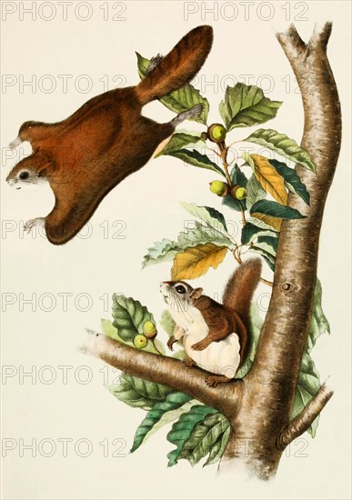 Northern flying squirrel