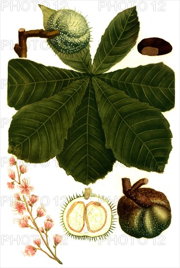 Horse-chestnut