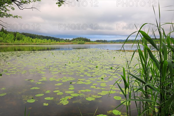 Yellow water-lily