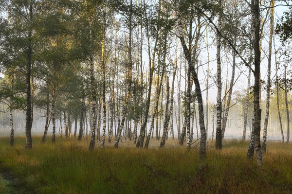 Warty birch