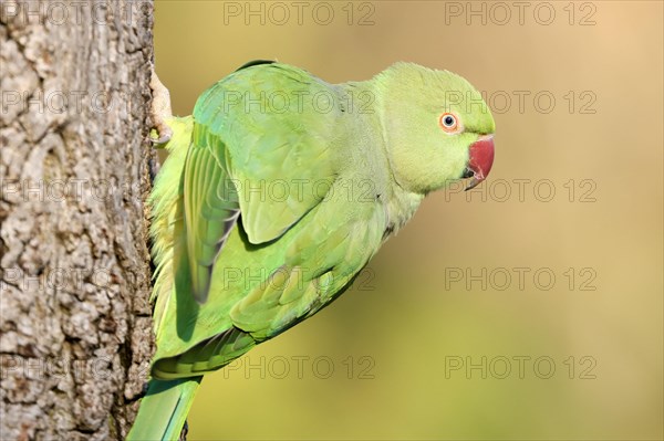 Rose-ringed parakeet