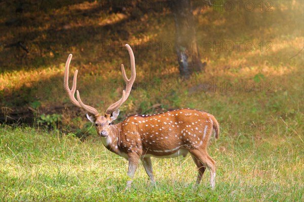 Beautiful male chital or spotted deer grazing in grass in Ranthambore National Park