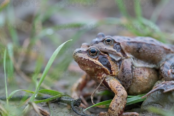 Grasfrosch