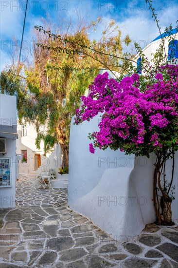 Picturesque narrow street with traditional whitewashed houses with blooming bougainvillea flowers of Naousa town in famous tourist attraction Paros island