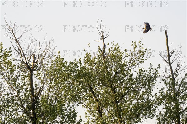 White-tailed eagle