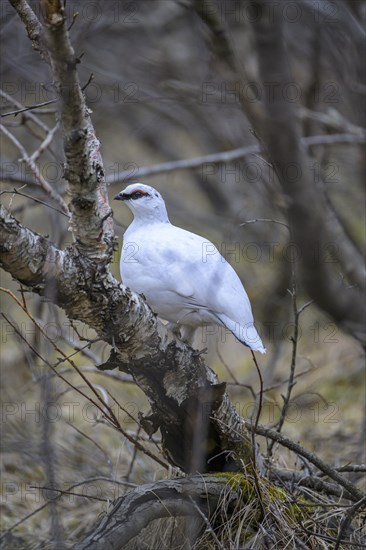 Rock Ptarmigan