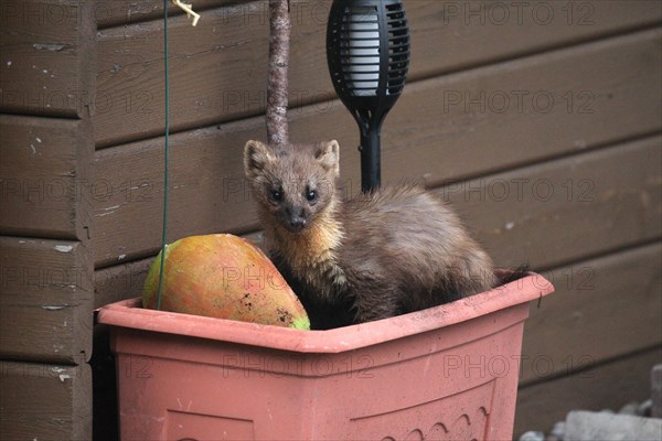 Pine marten