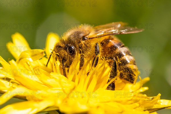 Detail closeup of honeybee