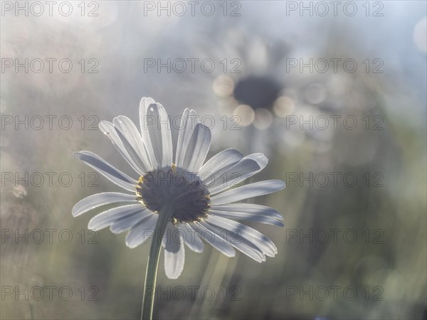 Marguerite