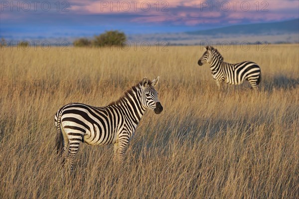 Plains zebra