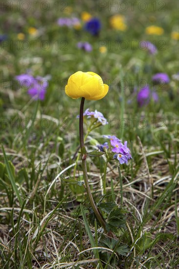 European globeflower