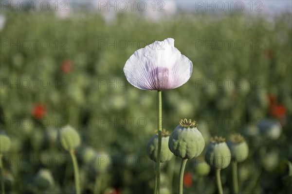 Field with Waldviertel grey poppy