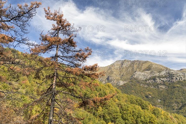 Burnt trees in the Ligurian Mountains near Triora