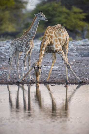 Two angolan giraffes