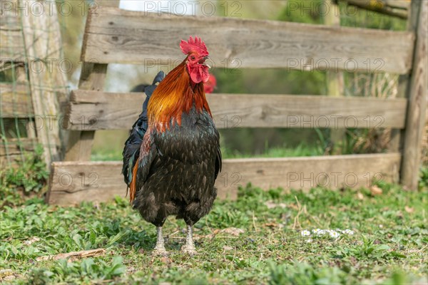 Portrait of a Rooster crowing in a farmyard. Educational Farm