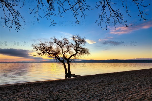 Blattloser Baum an einem Sandstrand am Murtensee