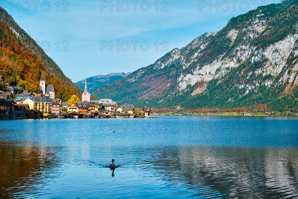 Austrian tourist destination Hallstatt village on Hallstatter See lake in Austrian alps with goose in lake