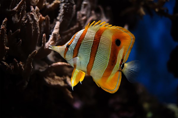 Copperband butterflyfish