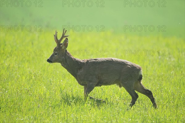 Roe deer