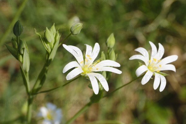 Chickweed