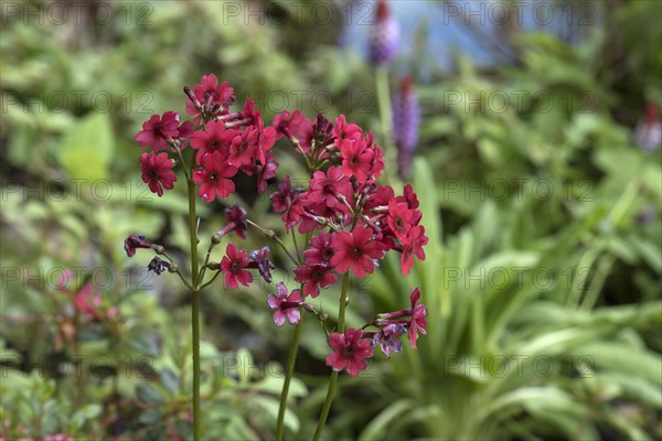 Red garden phlox