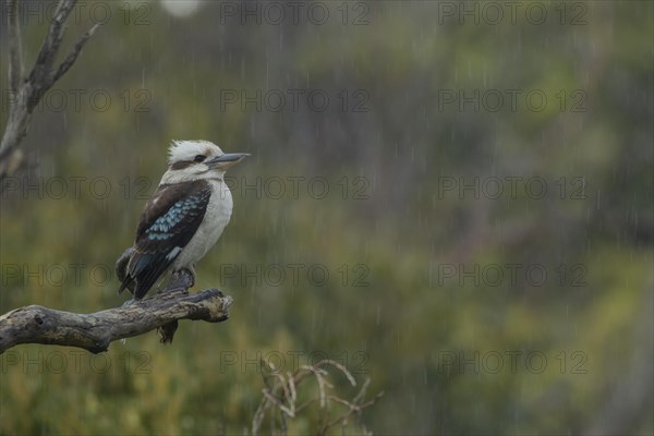 Laughing kookaburra