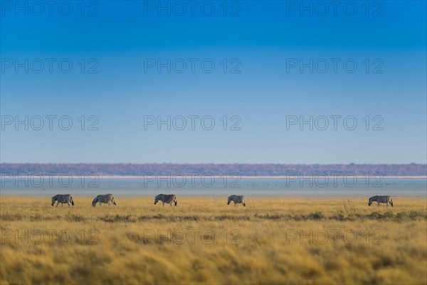 Burchell's zebra