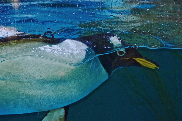 Head of penguin in front of glass pane under water