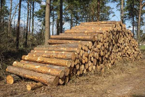 Log dump in pinewood forest in Ystad