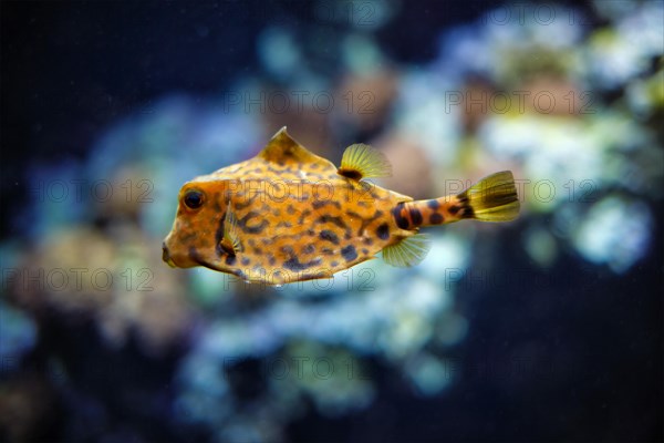 humpback turretfish