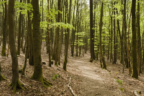 Hiking trail through the beech forest