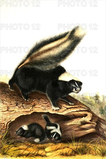 Striped skunk