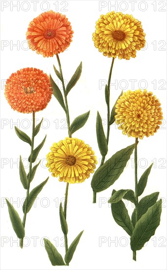 Various species of the plant genus Marigolds