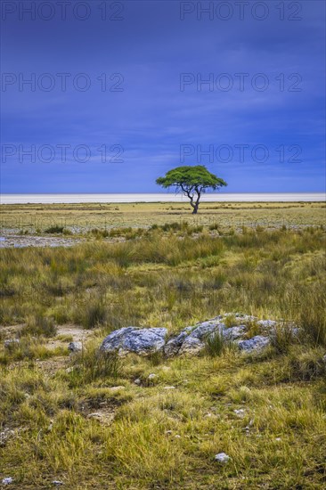 Tree at the edge of the salt pan