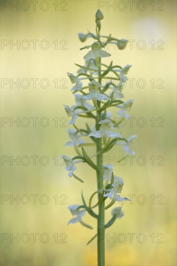 Lesser butterfly-orchid