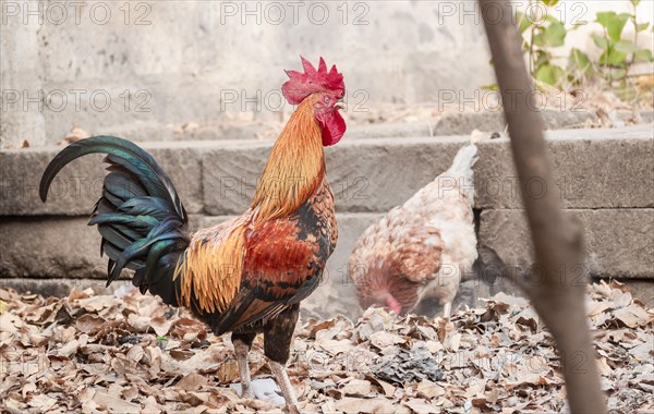 Beautiful breed rooster in the yard