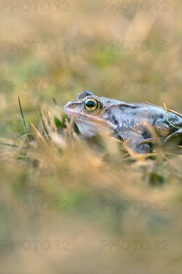 Moorfrosch