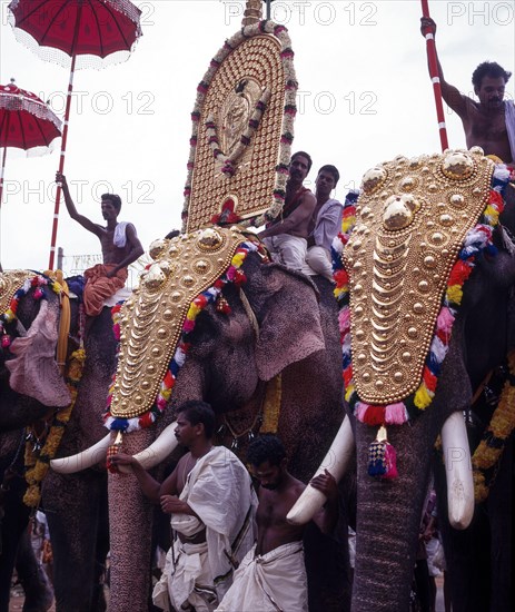 Caparisoned elephants in Pooram festival