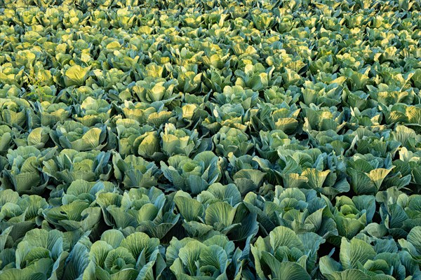 Fresh cabbage from farm field. View of green cabbages plants. Organic farming