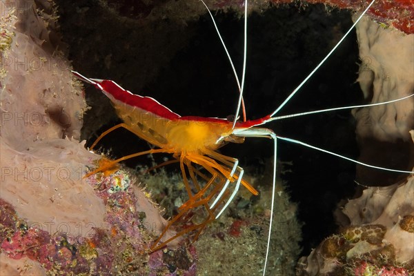 Atlantic white banded cleaner shrimp