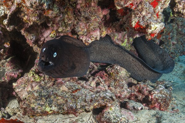 Free-swimming black moray eel