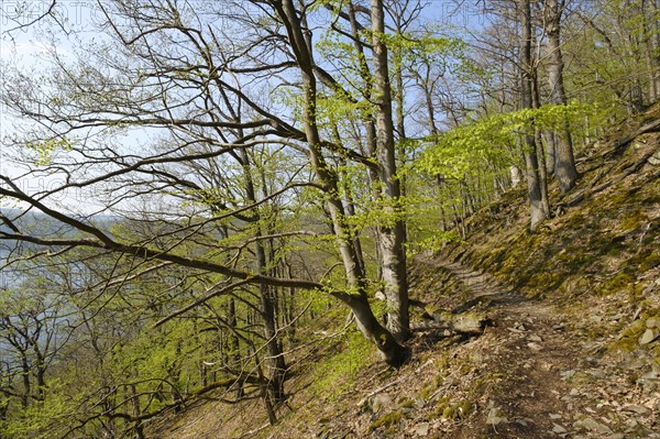 Forest trail