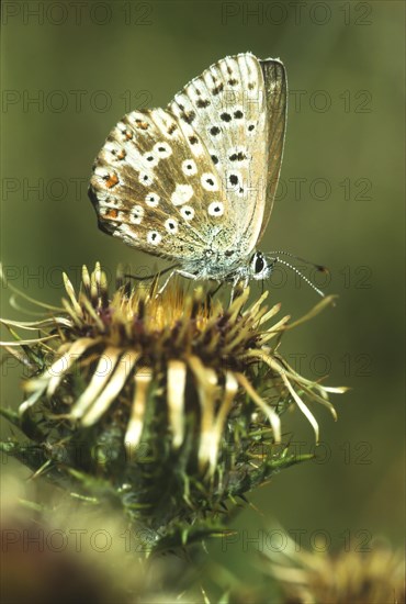 Common blue butterfly